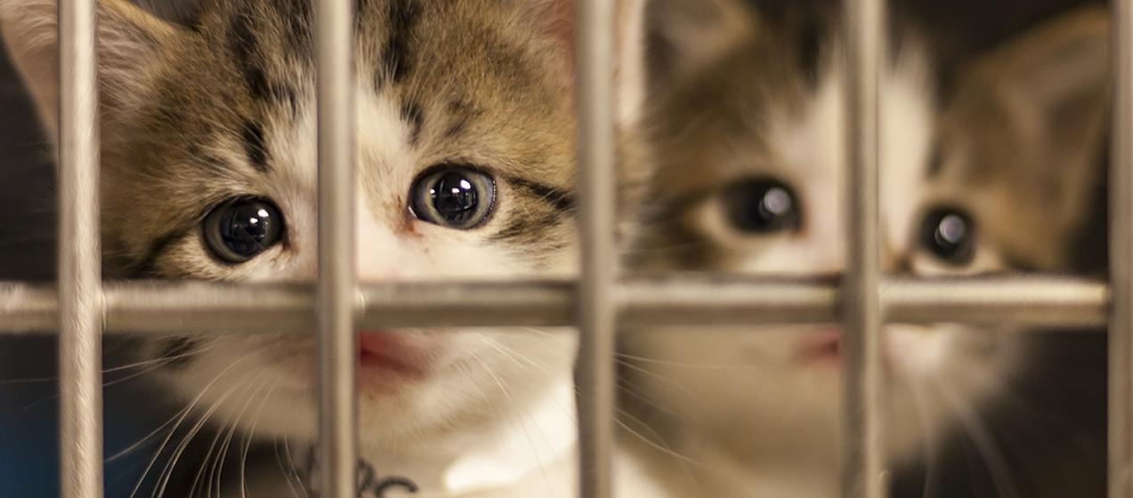 Caring for Orphaned Kittens